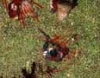 좀비 서바이벌 Last Survivor 썸네일