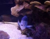 수족관 화면보호기 Colourful coral fish screensaver