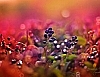 [윈도테마-Art (photograhpic)] Dreamgarden  썸네일