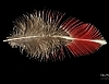 [윈도테마-Art (photograhpic)] Feather Photos 썸네일