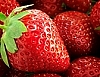 [윈도테마-Art (photograhpic)] Fresh Fruit  썸네일