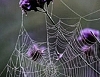 [윈도테마-Art (photograhpic)] Webs & Waterdrops 썸네일
