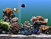 Marine Aquarium Screensaver 2