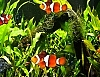 어항 화면보호기 VemQueTem Fish Aquarium Screensaver 1.0